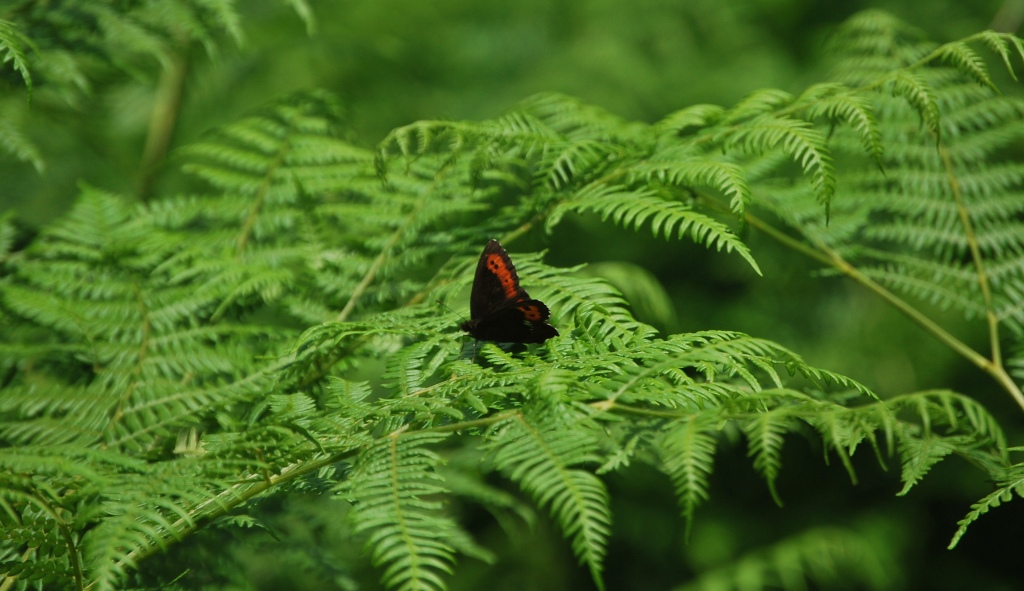 Altra erebia